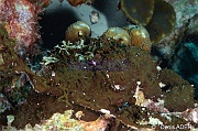 Dictyonella funicularis eponge encroutante a funicules-Bonaire Keepsake-17m-20180221-Denis-ADER-DSC_7248_tn